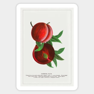 Satsuma Plum lithograph (1900) Sticker